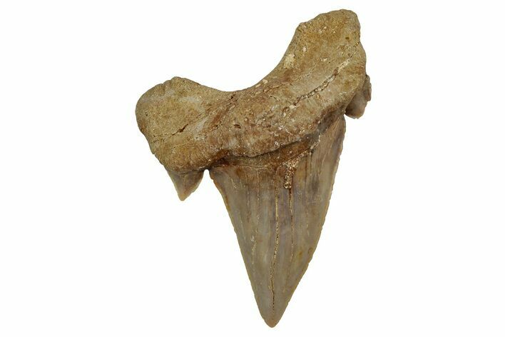 Fossil Shark Tooth (Otodus) - Morocco #353419